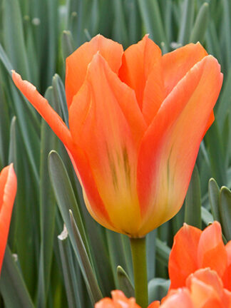 Tulip Orange Emperor