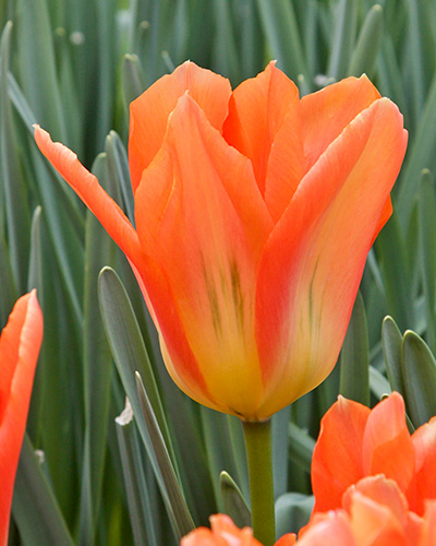 Tulip Orange Emperor