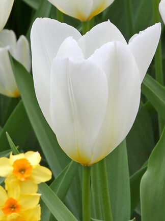 Tulip Purissima