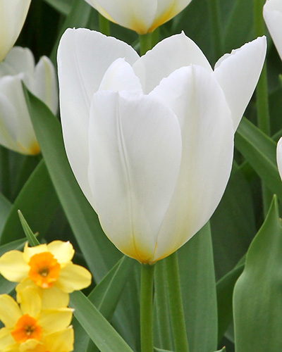Tulip Purissima