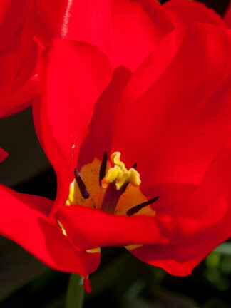 Tulip Red Purissima