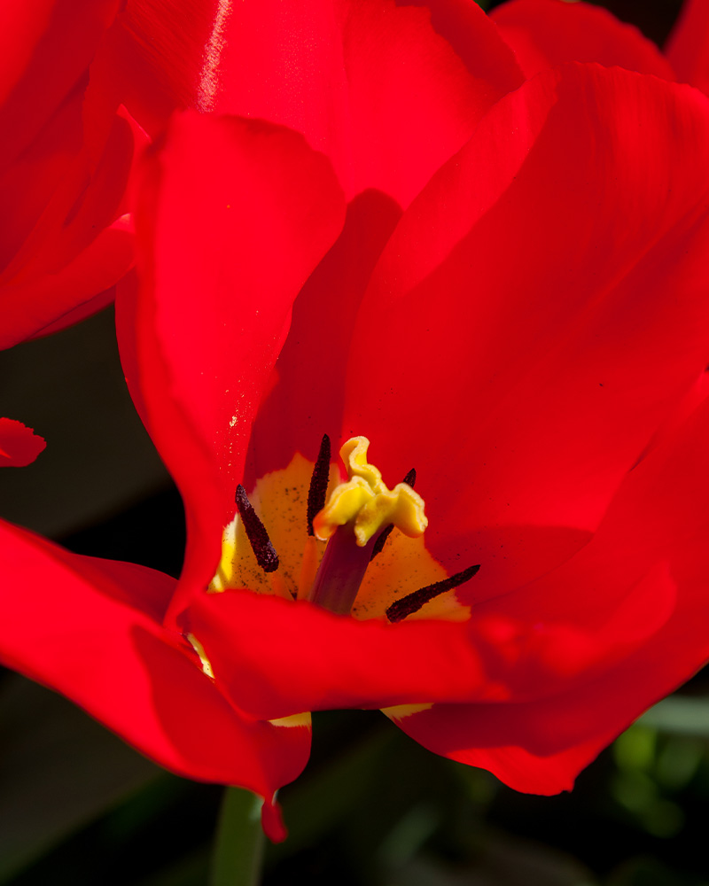 Tulip Red Purissima