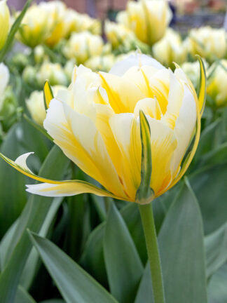 Tulip Sweet Valley