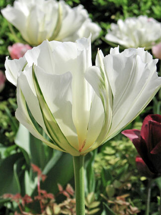 Tulip White Valley