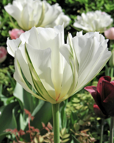 Tulip White Valley