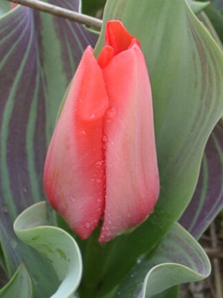 Tulip Trauttmansdorff