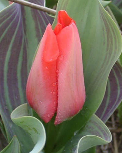 Tulip Trauttmansdorff