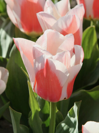 Tulip Willen Van Den Akker