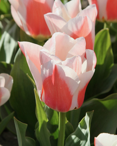 Tulip Willen Van Den Akker