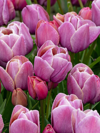 Tulip Blue Haven