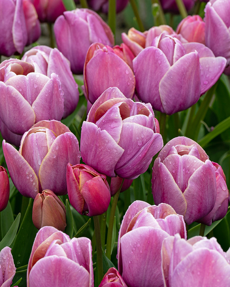 Tulip Blue Haven