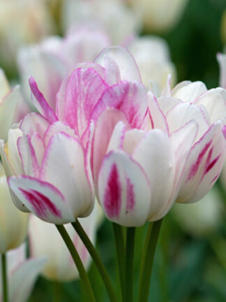 Tulip Candy Club