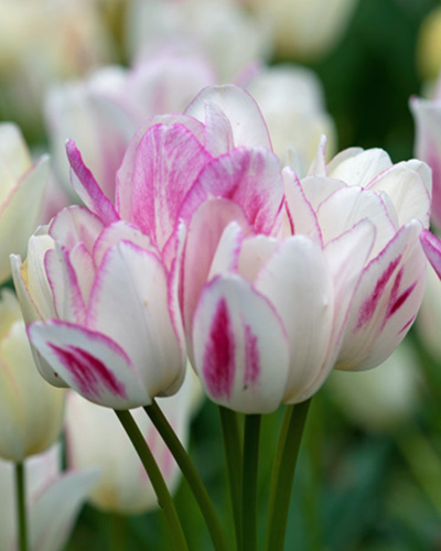 Tulip Candy Club