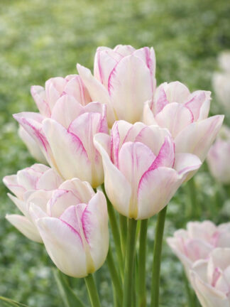 Tulip Emilie