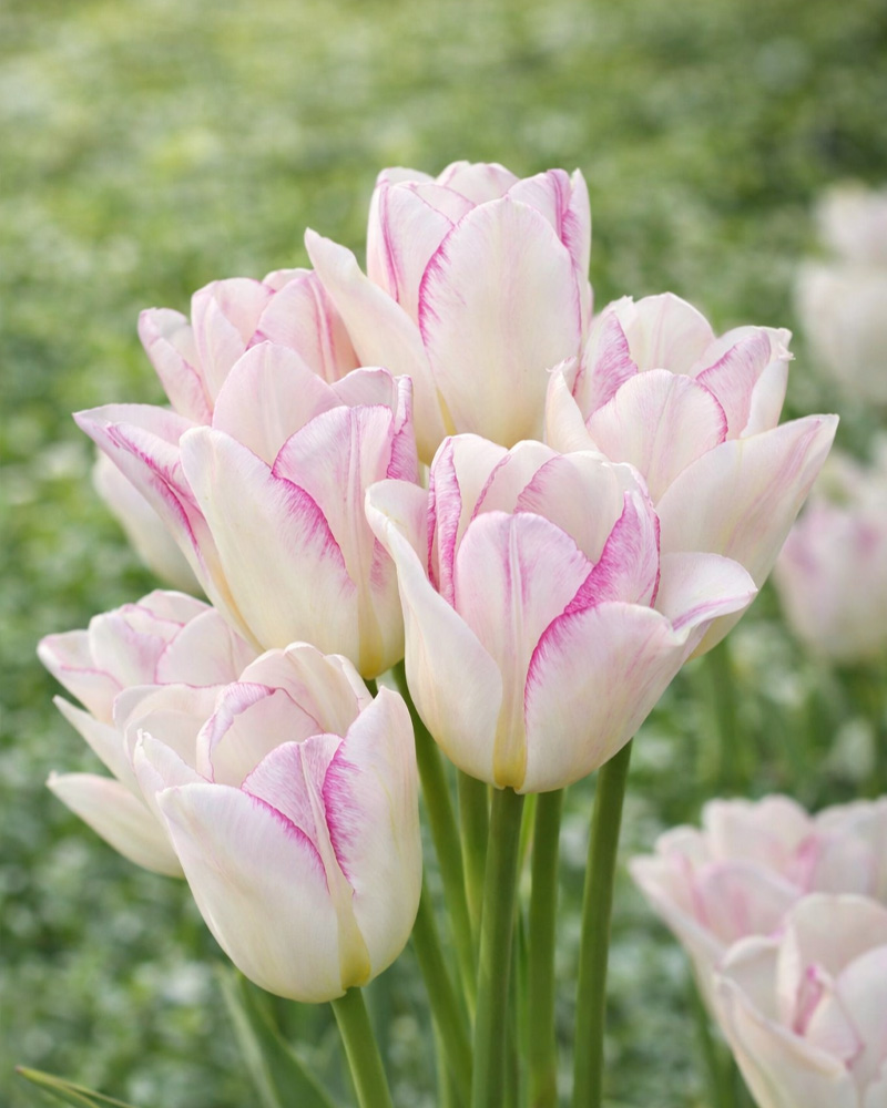 Tulip Emilie