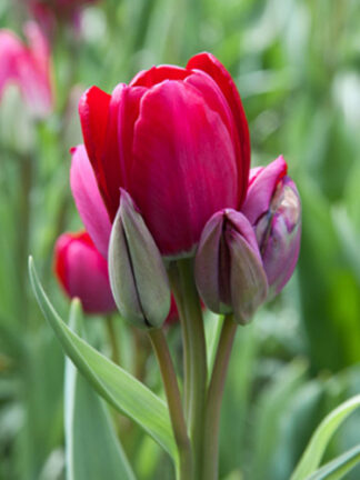 Tulip Fiery Club