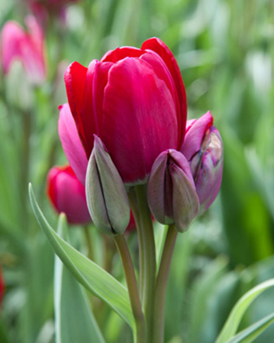 Tulip Fiery Club