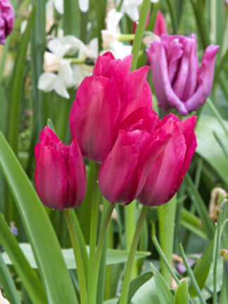 Tulip Night Club