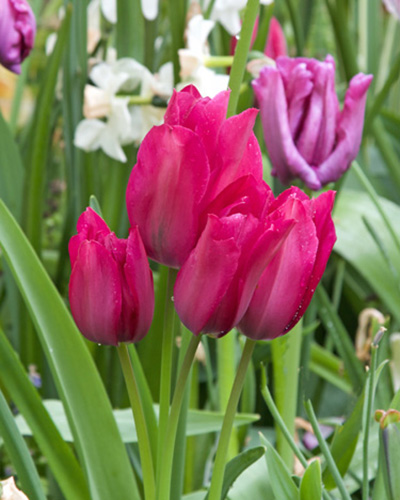 Tulip Night Club