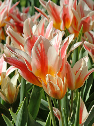 Tulip Quebec