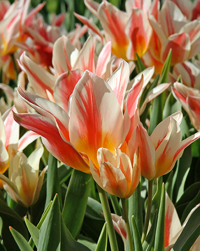 Tulip Quebec