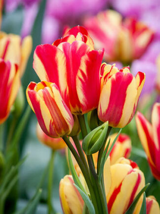 Tulip Wonder Club