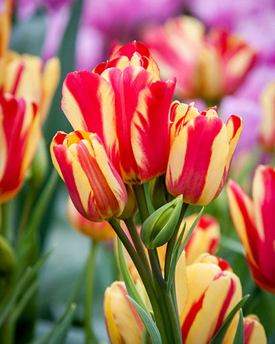 Tulip Wonder Club