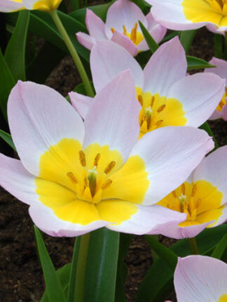 Tulip Lilac Wonder