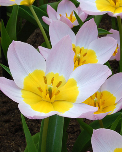 Tulip Lilac Wonder