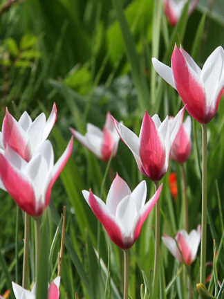 Tulip Clusiana Stellata