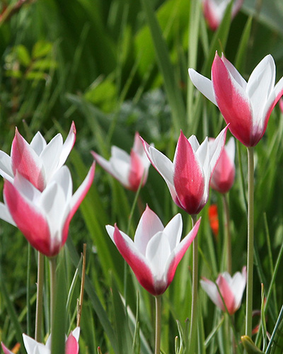 Tulip Clusiana Stellata