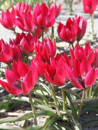 Tulip Little Beauty