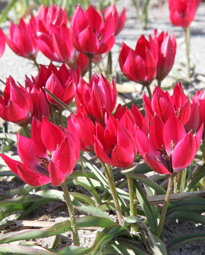 Tulip Little Beauty