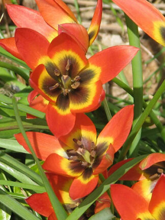 Tulip Little Princess