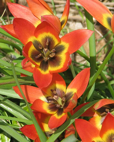 Tulip Little Princess
