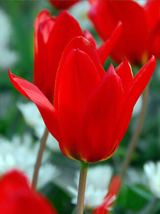 Tulip Praestans Zwanenburg tulipán, virághagyma