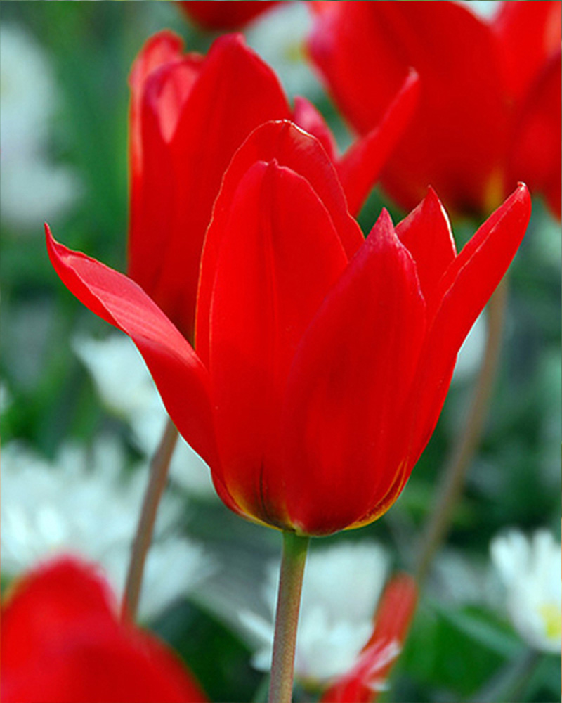 Tulip Praestans Zwanenburg tulipán, virághagyma