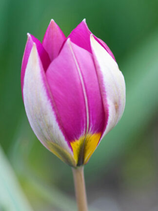 Tulip Pulch. Persian Pearl