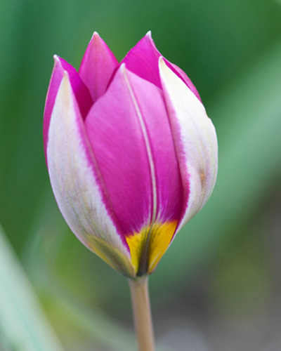 Tulip Pulch. Persian Pearl