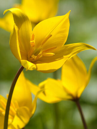 Tulip Sylvestris