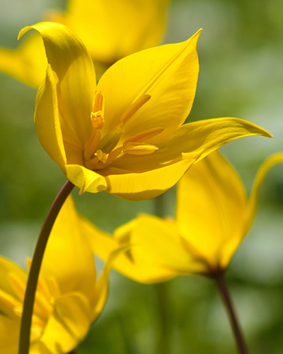 Tulip Sylvestris