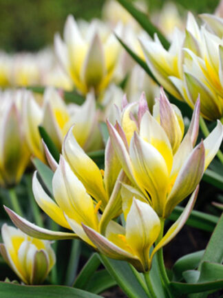 Tulip Tarda Dasystemon