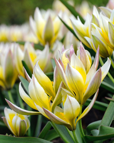 Tulip Tarda Dasystemon