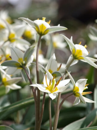 Tulip Turkestanica tulipán, virághagyma