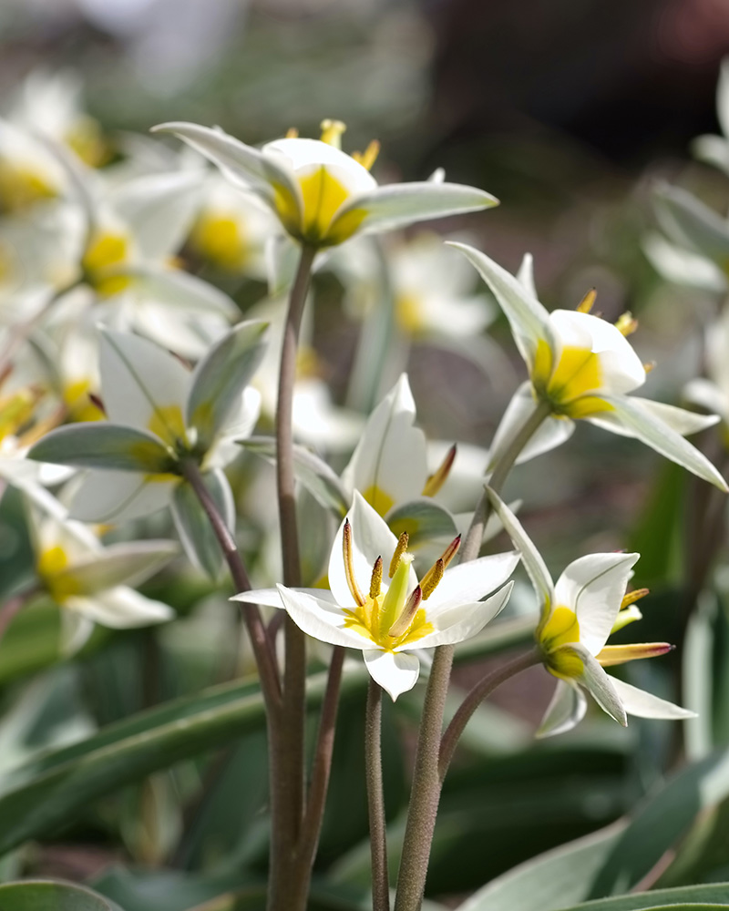 Tulip Turkestanica tulipán, virághagyma