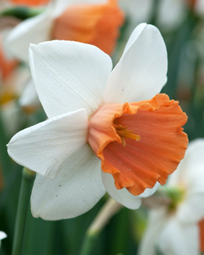 Nárcisz Chromacolor