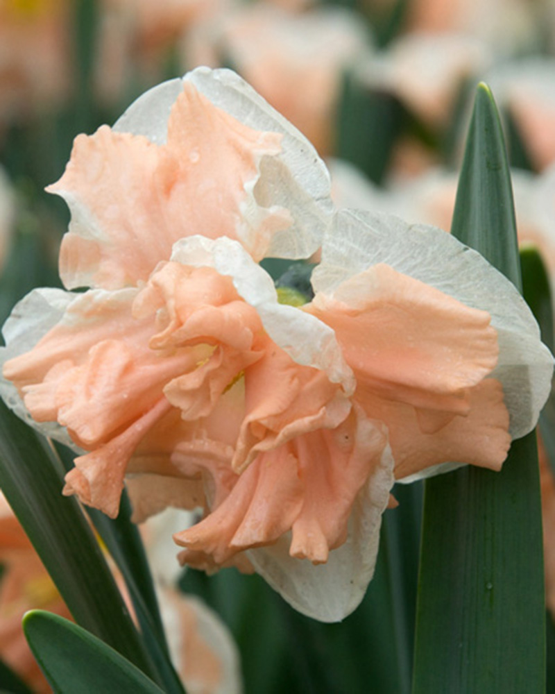 Nárcisz Apricot Whirl