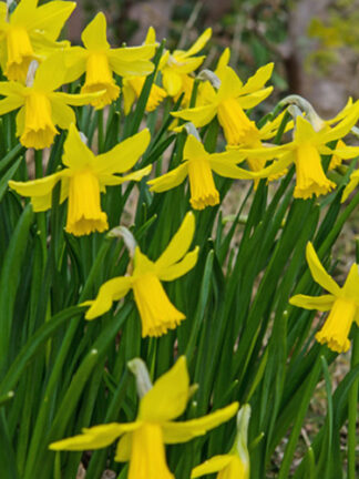 Nárcisz February Gold