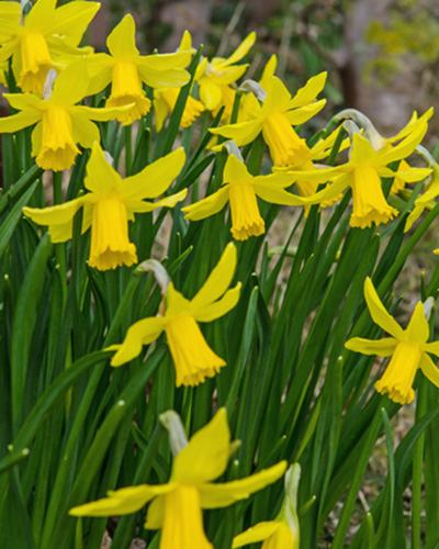 Nárcisz February Gold