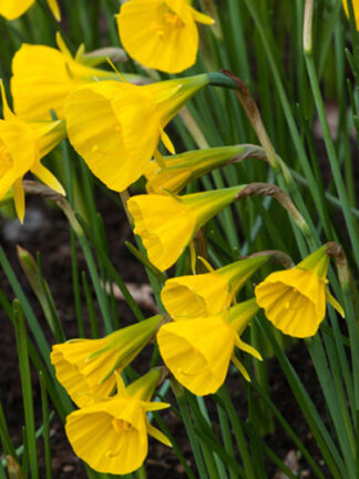 Nárcisz Golden Bells